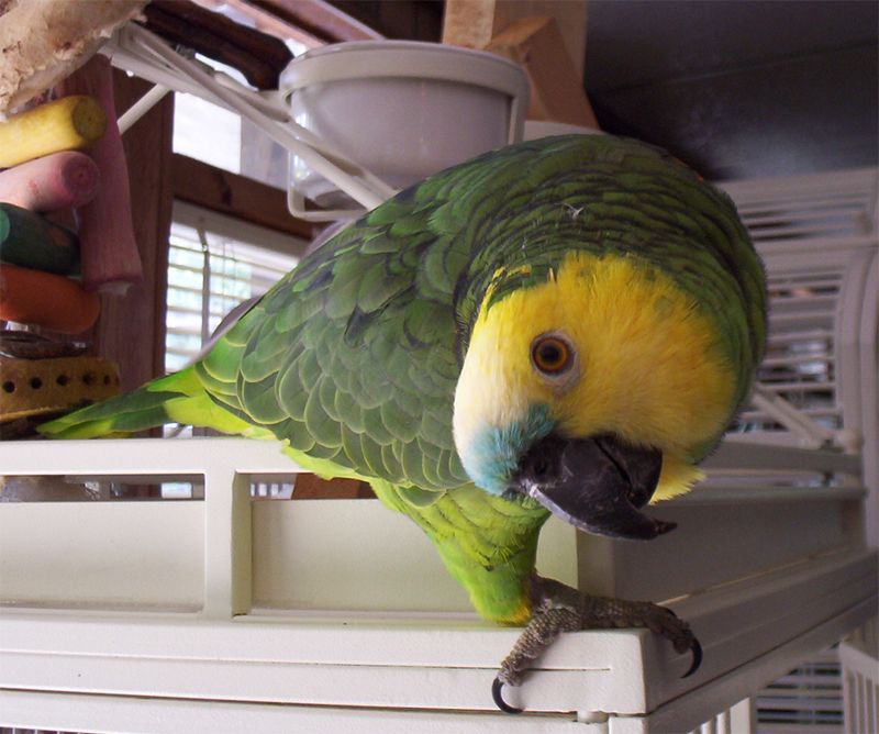 Inquisitive parrot